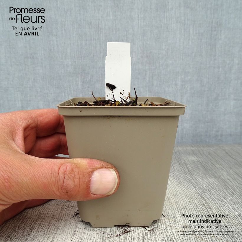 Example of Erdbeer Alexandria Kleine Töpfe von 8/9 cm as you get in printemps