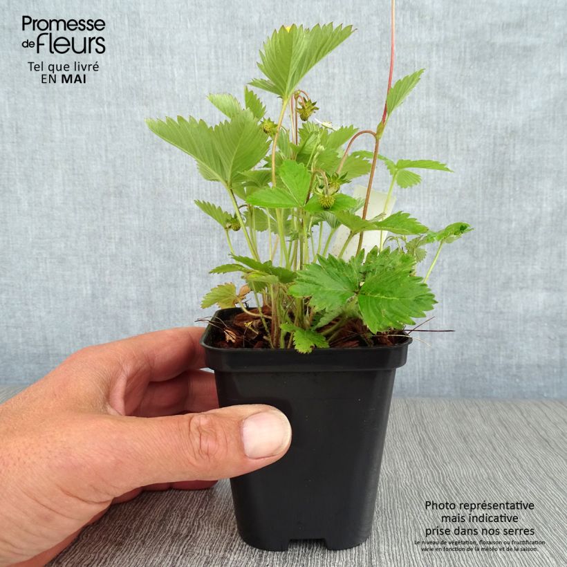 Example of Fragaria vesca - Wald-Erdbeere Kleine Töpfe von 8/9 cm as you get in printemps