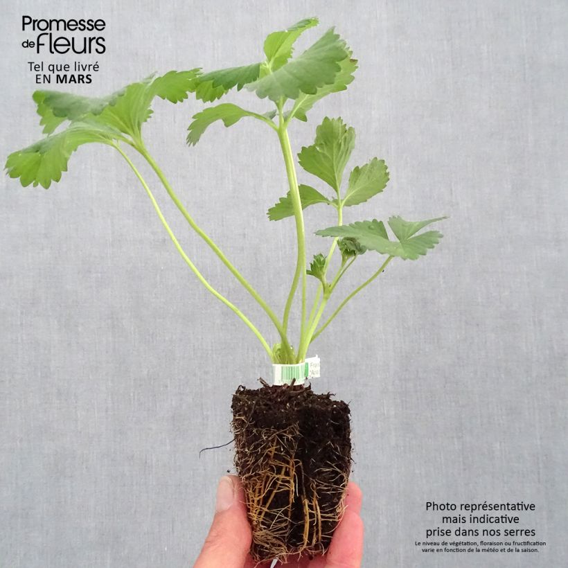 Example of Erdbeere Anaïs Bio Plug 5 cm x 7 cm as you get in printemps