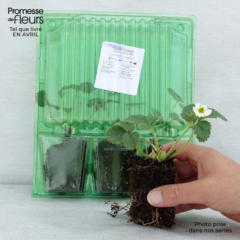 Example of Erdbeere Charlotte Bio Plug 5 cm x 7 cm as you get in printemps