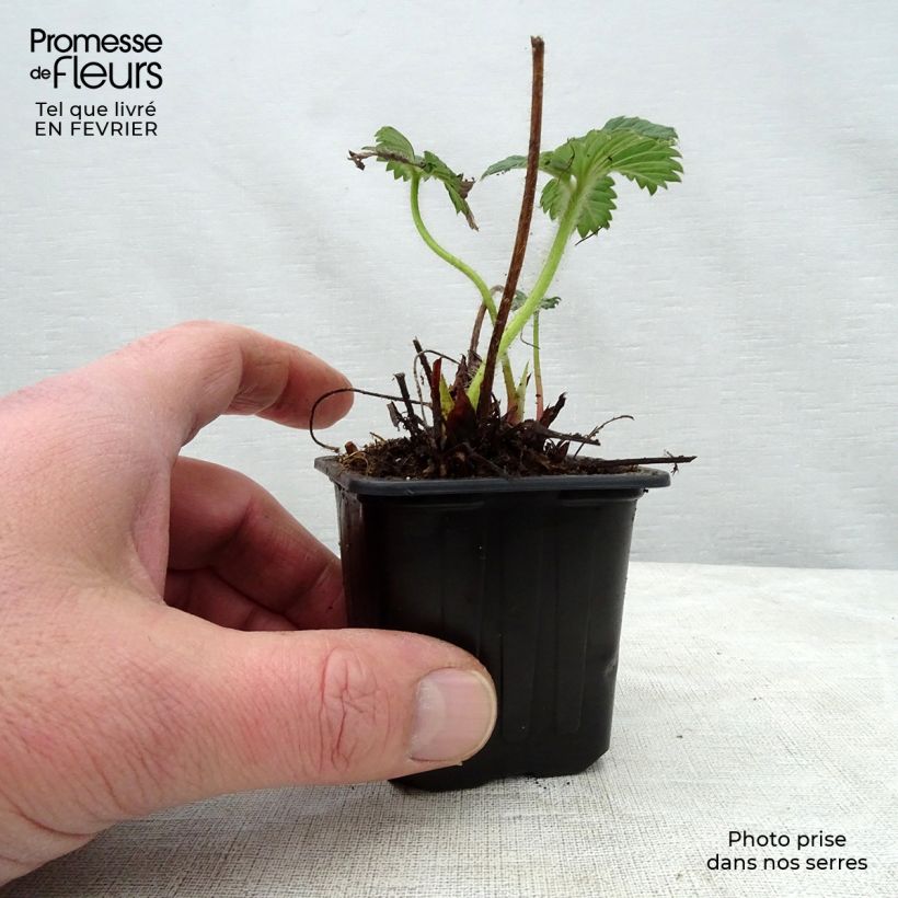 Exemplar von Erdbeere Cherry Berry Kleine Töpfe von 7/8 cm wie im Winter geliefert