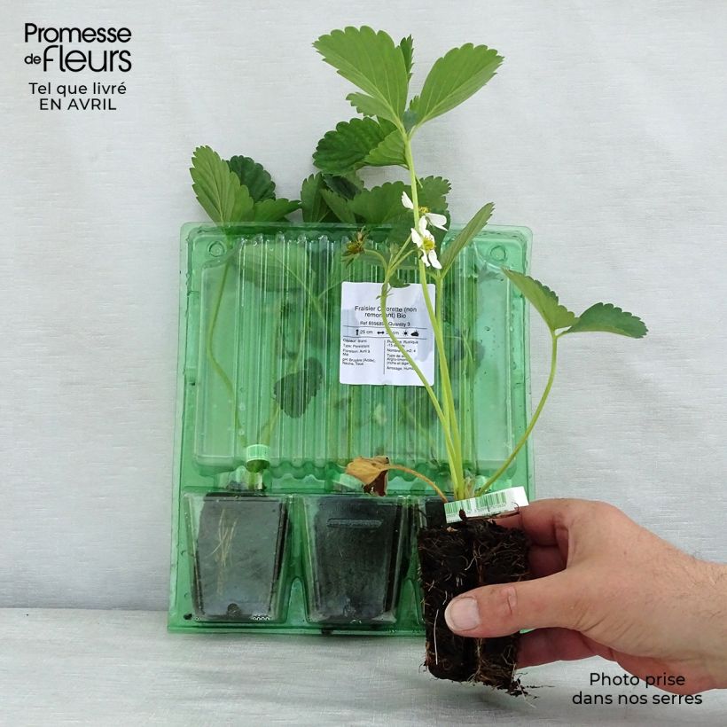 Example of Erdbeere Ciflorette Bio Plug 5 cm x 7 cm as you get in printemps