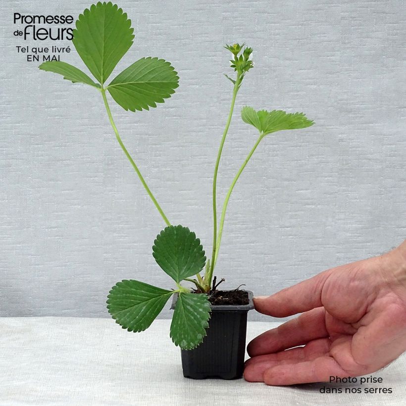 Example of Erdbeere Ciflorette Kleine Töpfe von 7/8 cm as you get in printemps