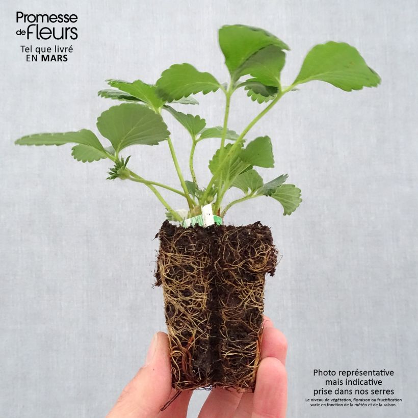 Example of Erdbeere Cijosée Bio Plug 5 cm x 7 cm as you get in printemps