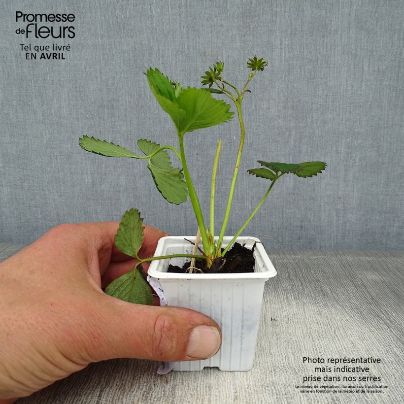 Example of Erdbeere Cirano Kleine Töpfe von 7/8 cm as you get in printemps