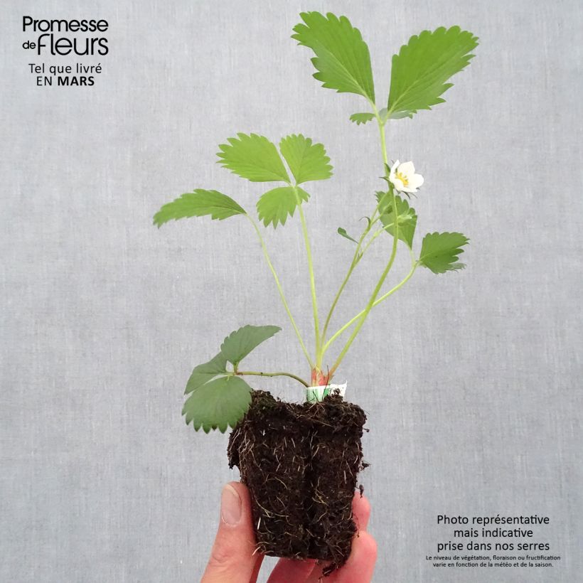 Example of Erdbeere Gariguette Bio Plug 5 cm x 7 cm as you get in printemps