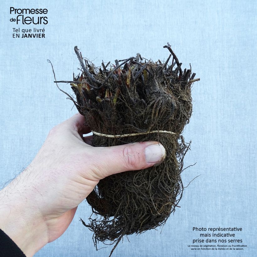 Exemplar von Erdbeere Gariguette Wurzelnackt wie im Winter geliefert