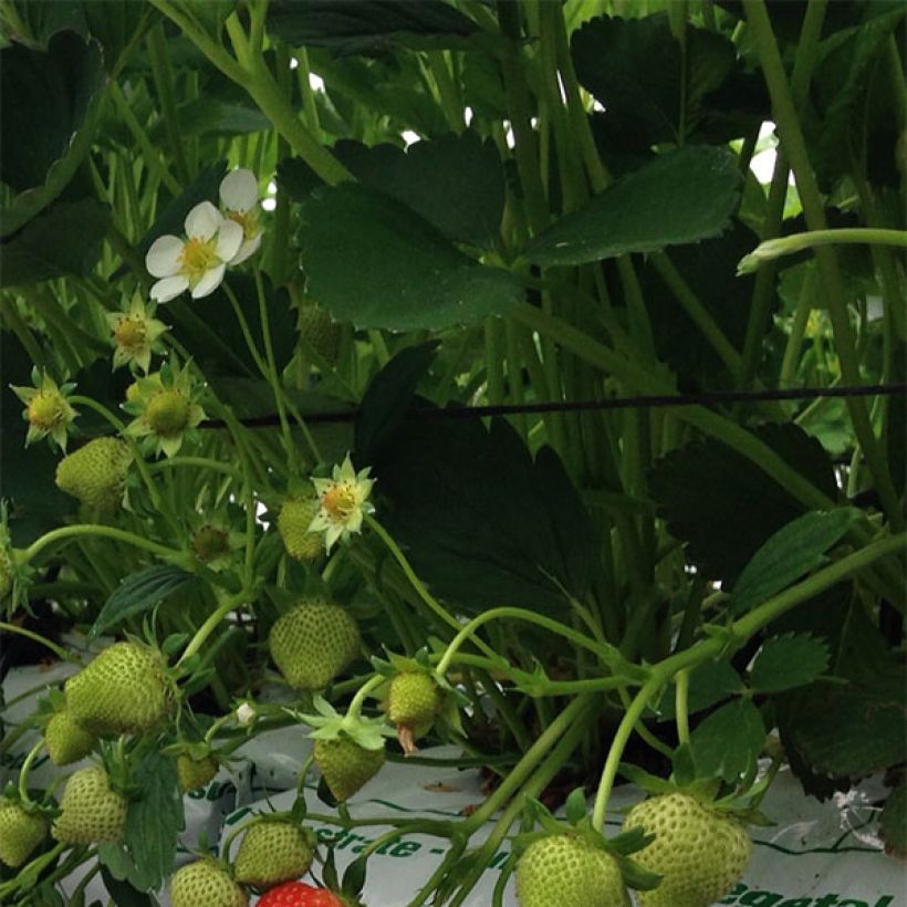 Erdbeere Magnum (Foliage)