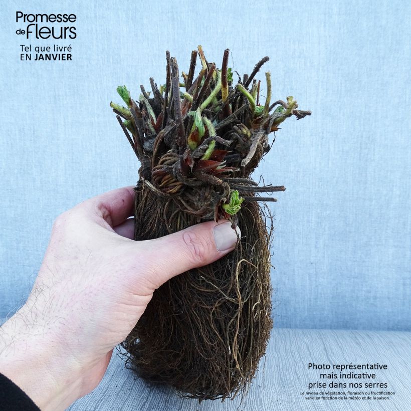 Example of Erdbeere Magnum Wurzelnackt as you get in hiver