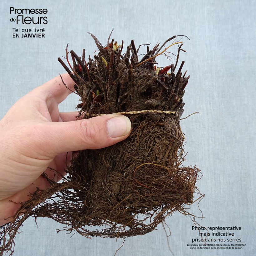 Example of Erdbeere Manille Wurzelnackt as you get in hiver