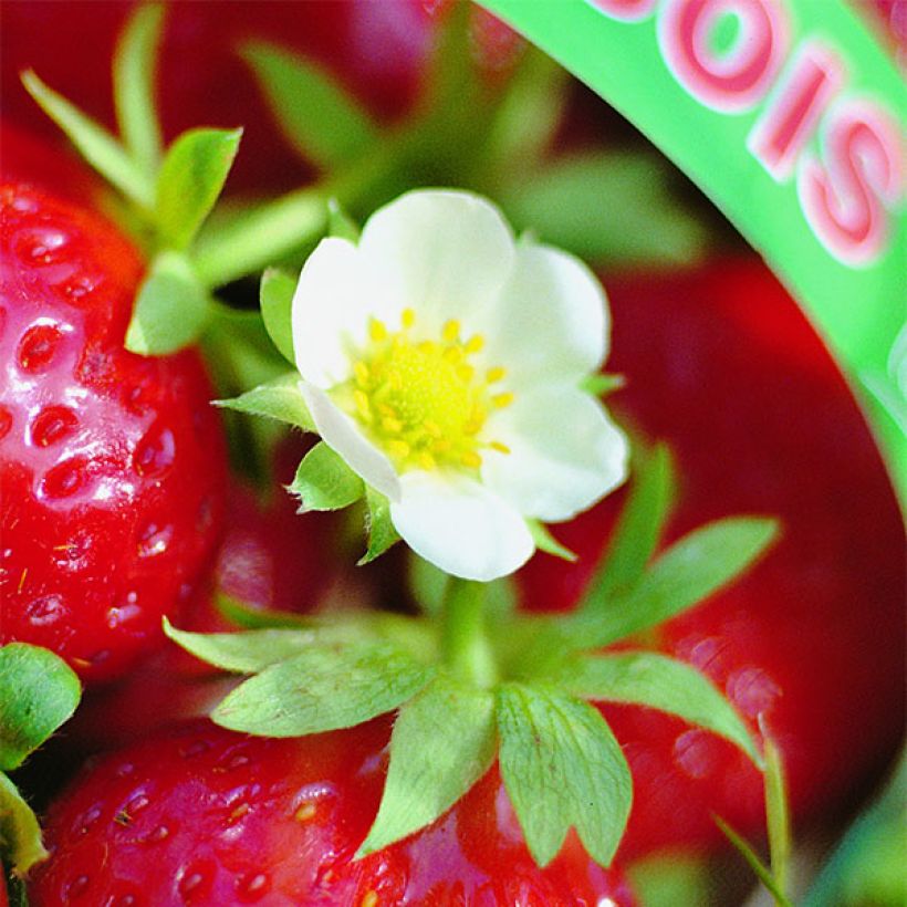 Erdbeer Mara des Bois (Flowering)