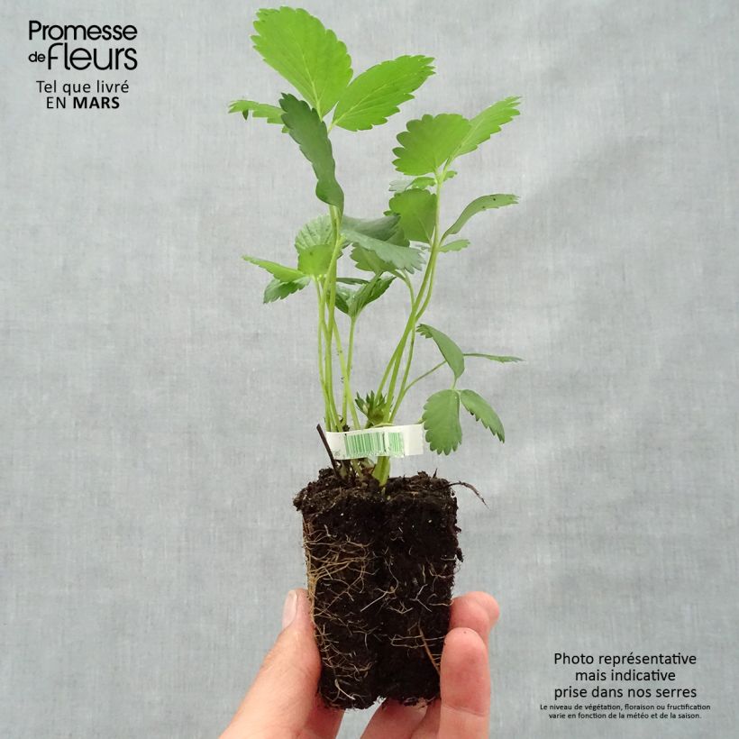 Exemplar von Erdbeer Mara des Bois Bio Plug 5 cm x 7 cm wie im Frühjahr geliefert