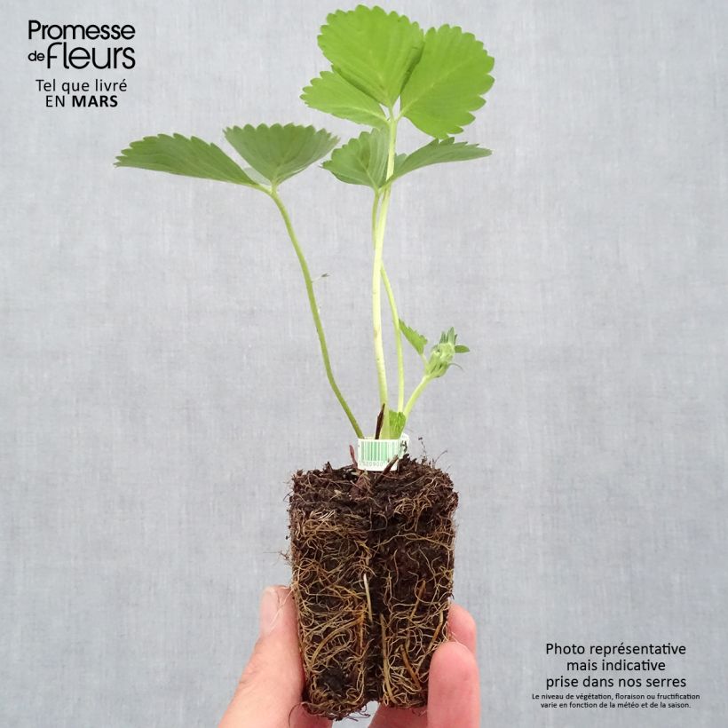 Exemplar von Erdbeere Mariguette Bio Plug 5 cm x 7 cm wie im Frühjahr geliefert