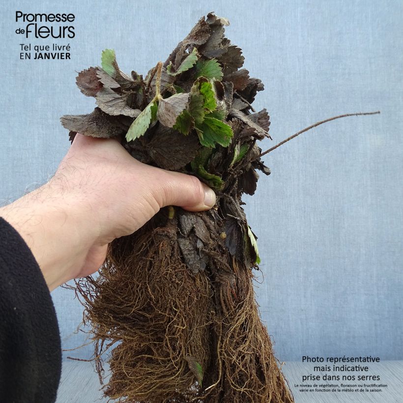 Example of Erdbeere Mariguette Wurzelnackt as you get in hiver