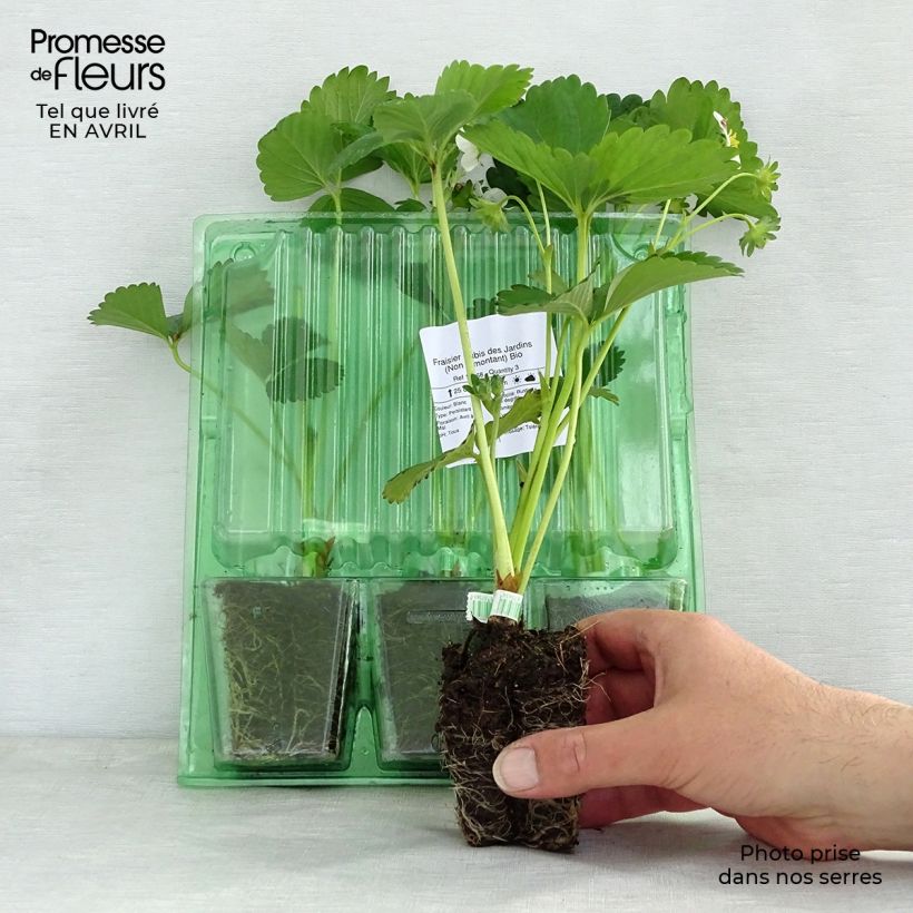 Example of Erdbeere Rubis des Jardins Bio Wurzelballen 4 cm x 4,5 cm as you get in printemps