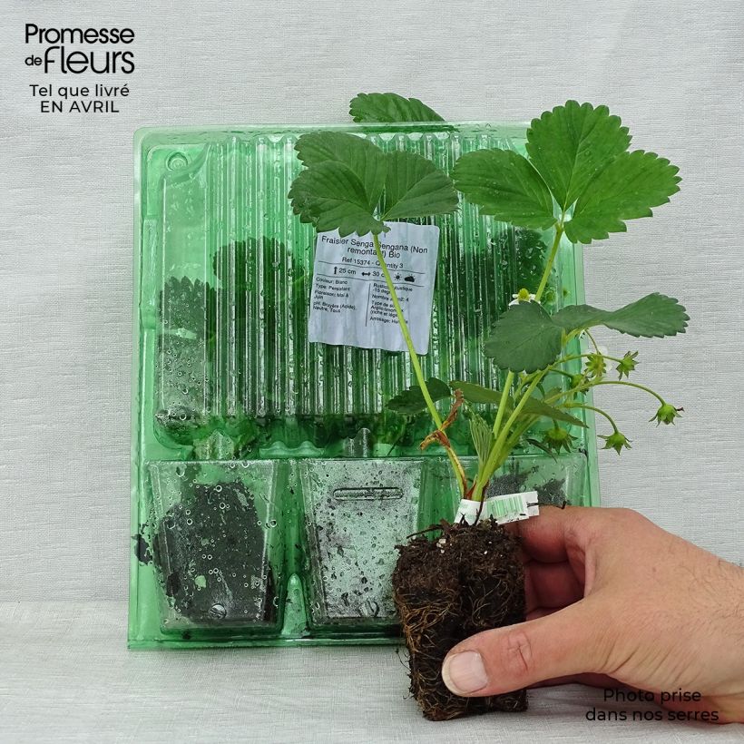 Example of Erdbeere Senga Sengana Bio Plug 5 cm x 7 cm as you get in printemps