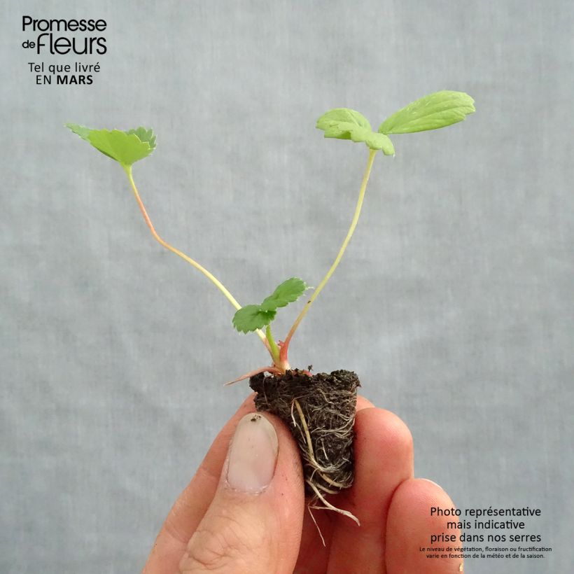 Exemplar von Erdbeere Toscana Deep Rose F1 Mini-Plug Ø 3/4 cm wie im Frühjahr geliefert