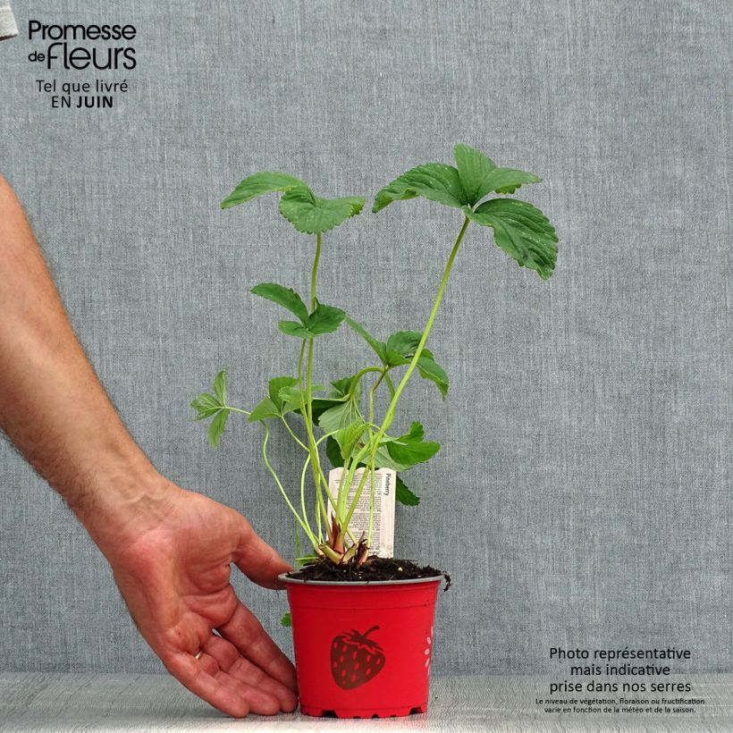 Exemplar von Erdbeere White Pineberry Kleine Töpfe von 8/9 cm wie im Sommer geliefert
