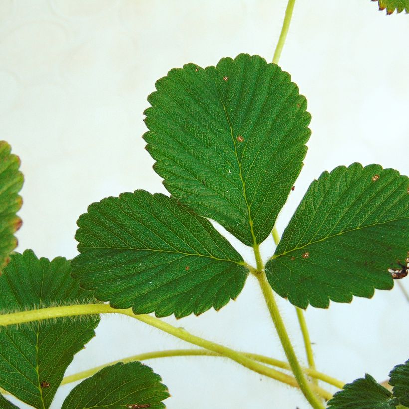 Fragaria nubicola Mont Omei - Himalaya-Erdbeere (Foliage)