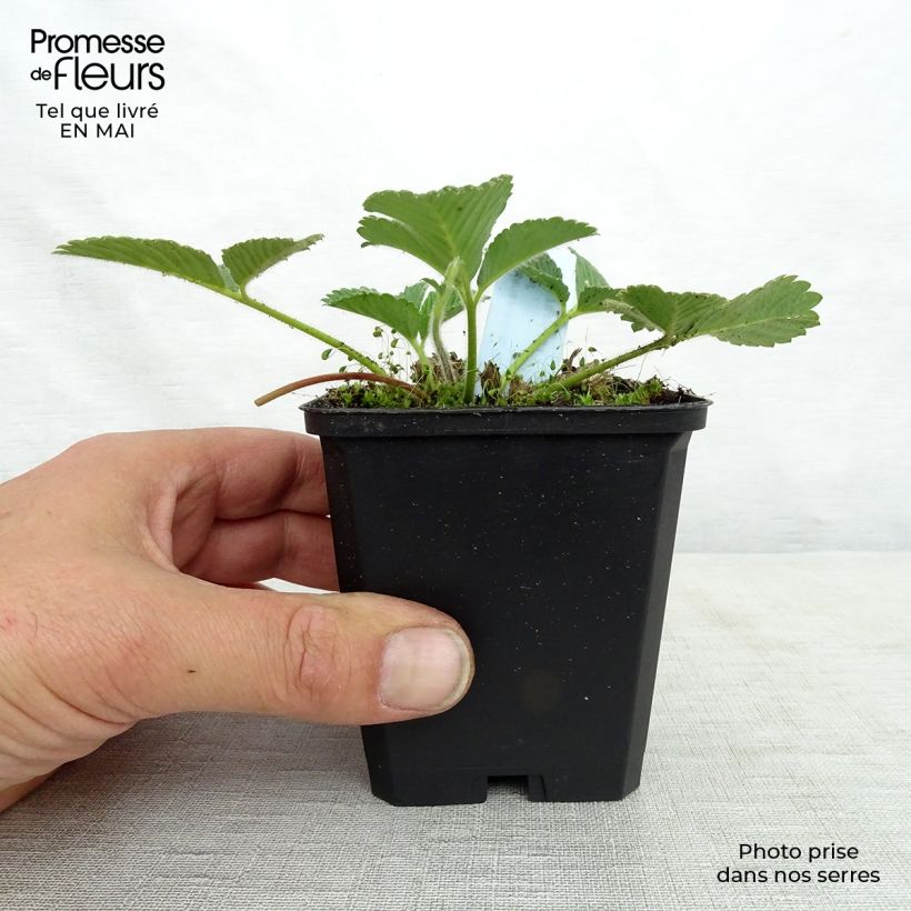Example of Fragaria nubicola Mont Omei - Himalaya-Erdbeere Kleine Töpfe von 8/9 cm as you get in printemps