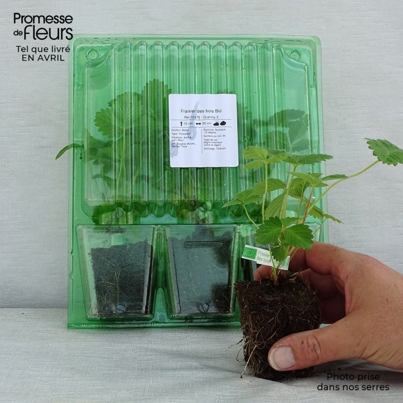 Exemplar von Fragaria vesca Bio - Wald-Erdbeere Plug 5 cm x 7 cm wie im Frühjahr geliefert