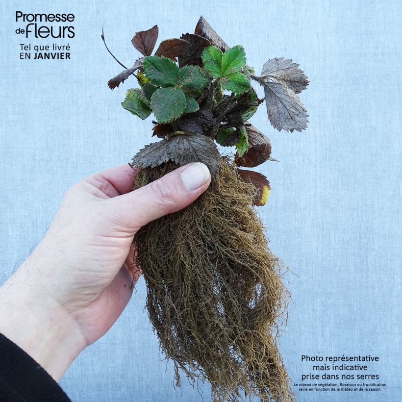 Example of Erdbeere Mount Everest Wurzelnackt as you get in hiver