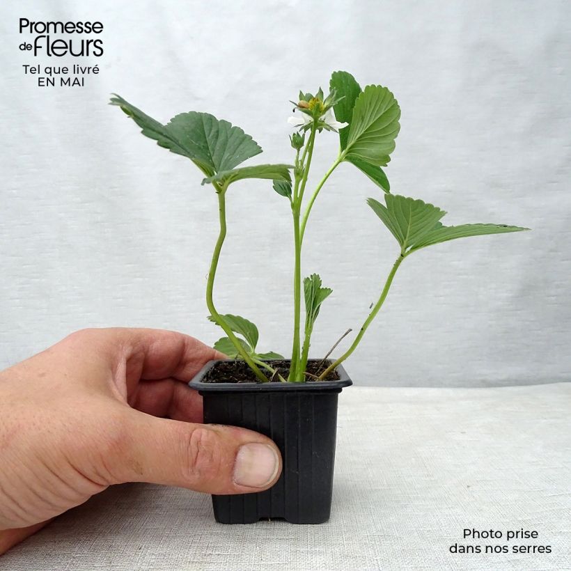 Example of Erdbeere Maestro Kleine Töpfe von 7/8 cm as you get in printemps