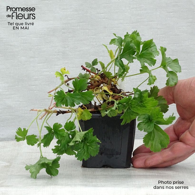 Example of Waldsteinia ternata - Waldsteinia Kleine Töpfe von 8/9 cm as you get in printemps