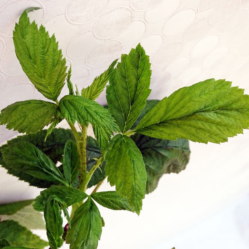 Himbeere Aroma Queen (Foliage)