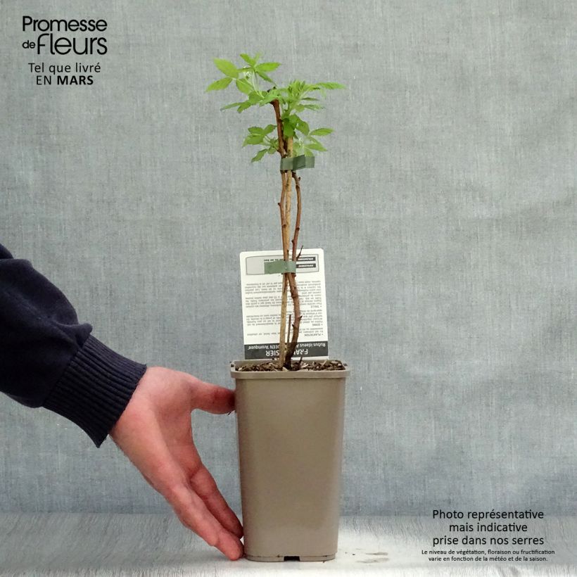 Example of Himbeere Aroma Queen Topf mit 1,5L/2L, Strauch/Busch, mehrstämmig as you get in printemps