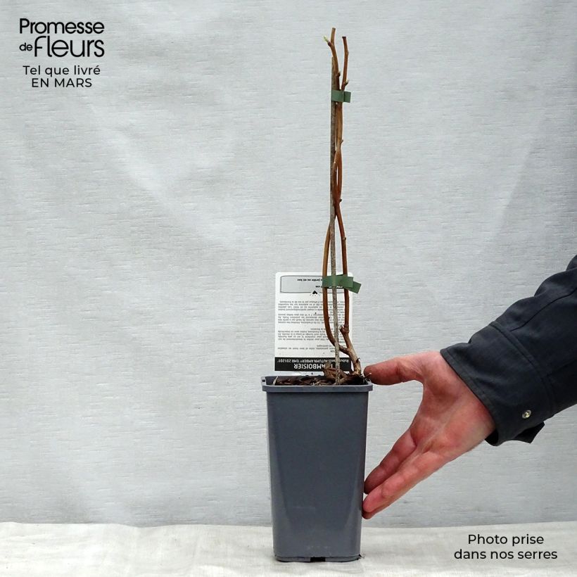 Example of Himbeere Autumn Amber Topf mit 1,5L/2L, Strauch/Busch, mehrstämmig as you get in printemps