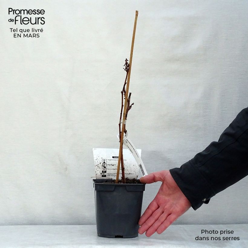 Example of Himbeere Belle de Malicorne delgrosse Topf mit 2L/3L, Strauch/Busch, mehrstämmig as you get in printemps