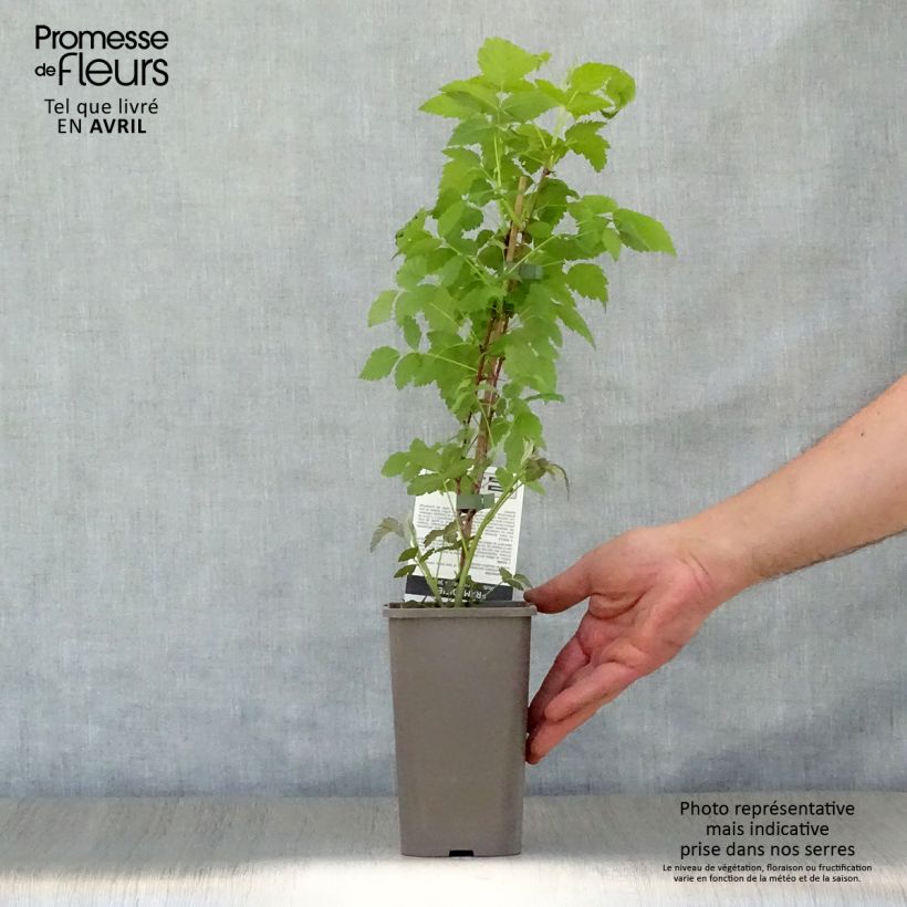 Example of Schwarze Himbeere Black Jewel - Rubus occidentalis Topf mit 1,5L/2L, Strauch/Busch, mehrstämmig as you get in printemps