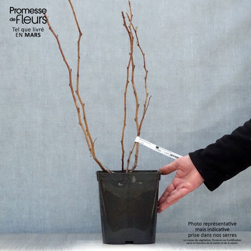 Exemplar von Himbeere Blissy Topf mit 3L/4L wie im Frühjahr geliefert