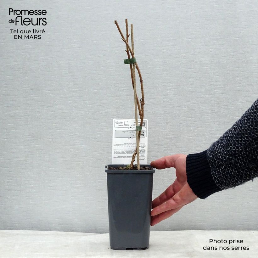 Exemplar von Himbeere Délice de framboise ‘RUSILVA’ Bio Topf mit 1,5L/2L, Strauch/Busch, mehrstämmig wie im Frühjahr geliefert