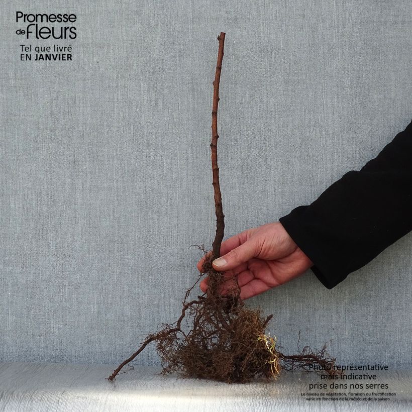 Exemplar von Himbeere Fall Gold Wurzelnackt wie im Winter geliefert