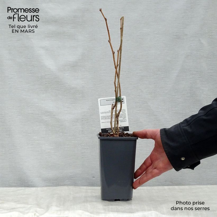 Exemplar von Himbeere Glen Ample Topf mit 1,5L/2L, Strauch/Busch, mehrstämmig wie im Frühjahr geliefert