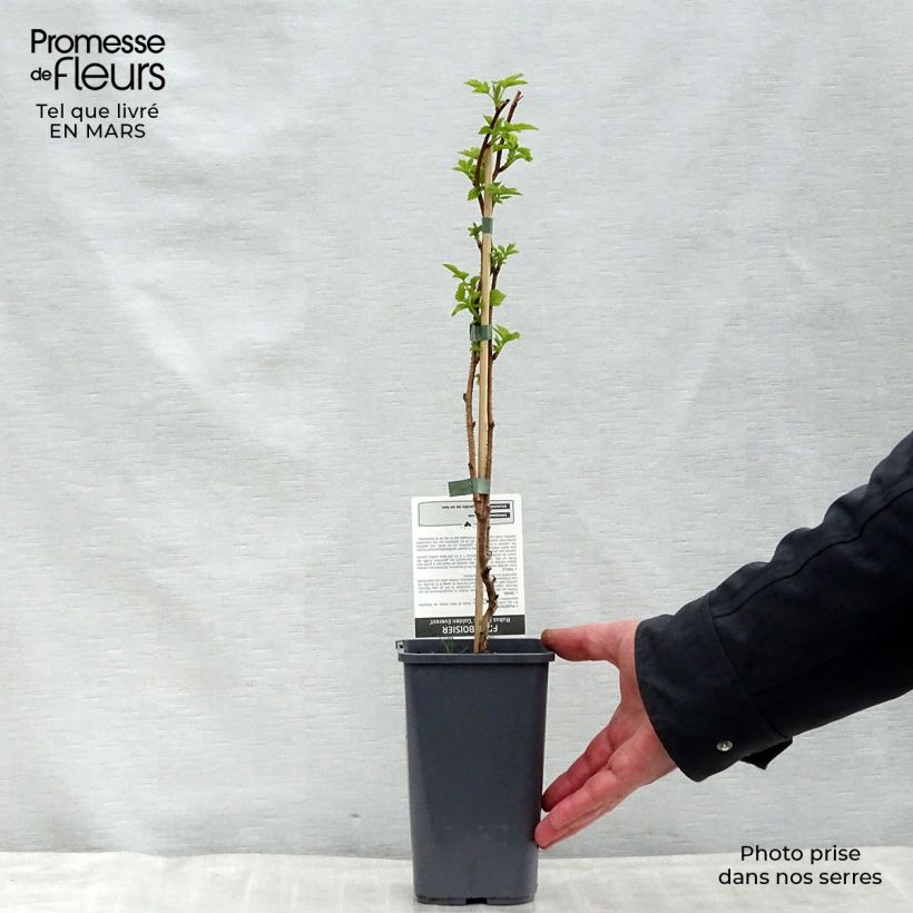 Example of Himbeere Golden Everest Topf mit 1,5L/2L, Strauch/Busch, mehrstämmig as you get in printemps