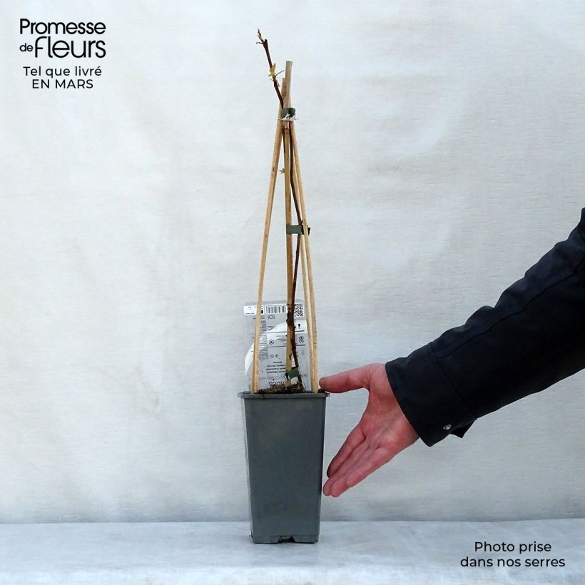 Example of Himbeere Groovy (Jdeboer005) Topf mit 2L/3L, Strauch/Busch, mehrstämmig as you get in printemps