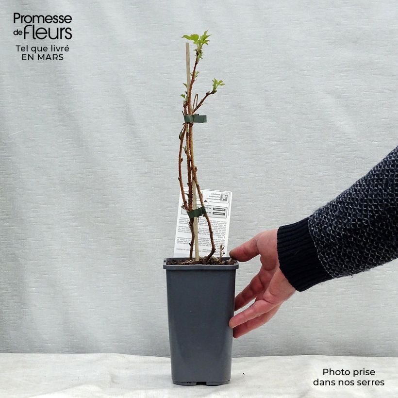 Example of Himbeere Heritage Bio Topf mit 1,5L/2L, Strauch/Busch, mehrstämmig as you get in printemps