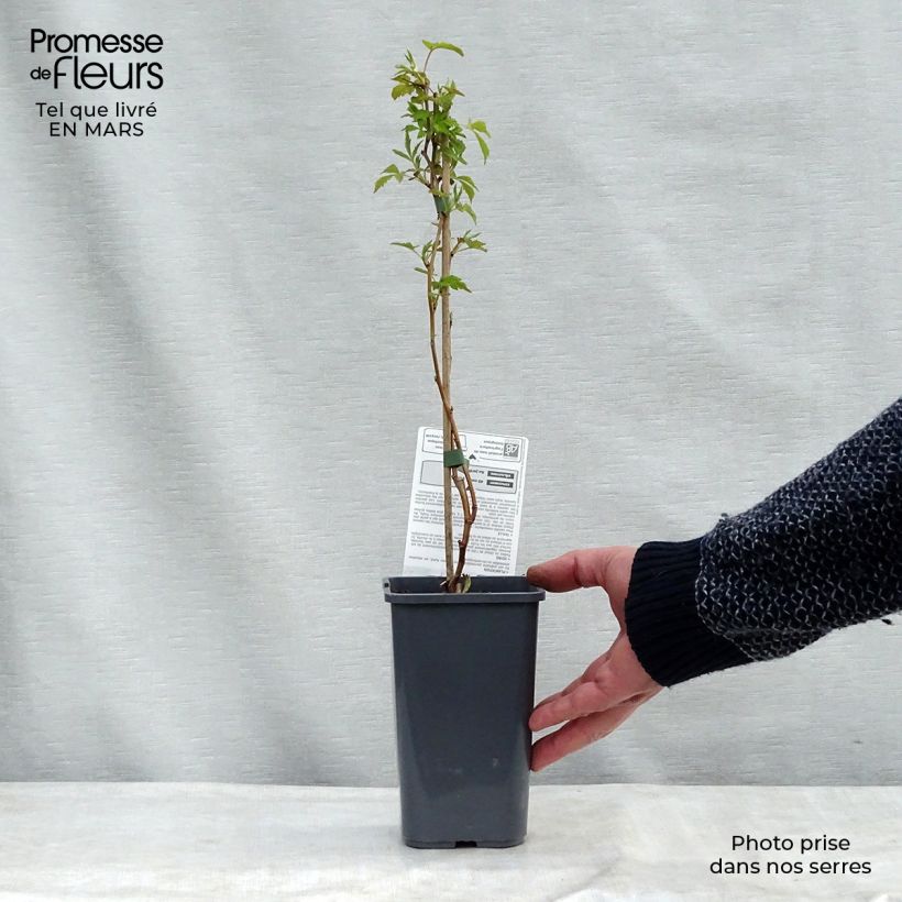 Exemplar von Himbeere Autumn Happy 'Malling Happy' Bio Topf mit 1,5L/2L, Strauch wie im Frühjahr geliefert