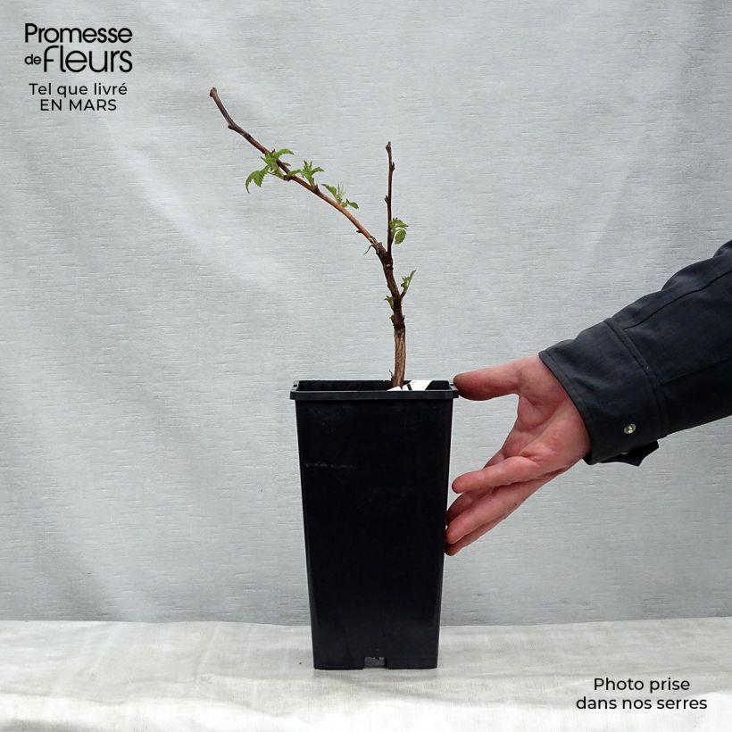 Exemplar von Himbeere Malling promise Topf mit 1,5L/2L wie im Frühjahr geliefert