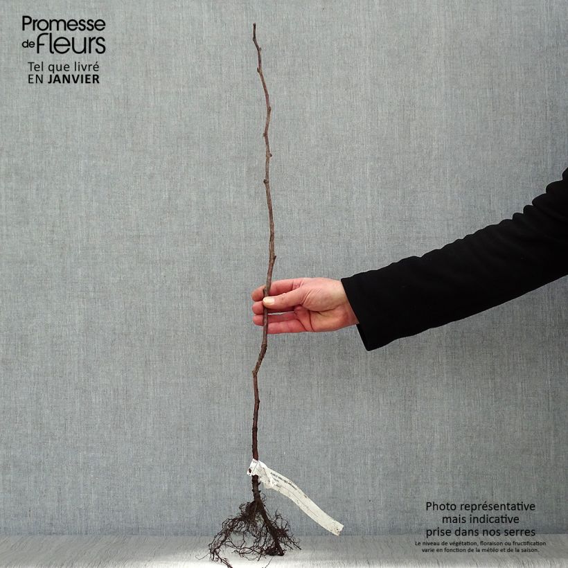 Exemplar von Himbeere Malling promise Wurzelnackt, Strauch wie im Winter geliefert