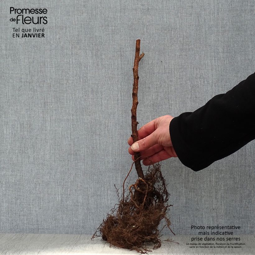 Example of Himbeere Marastar Wurzelnackt as you get in hiver