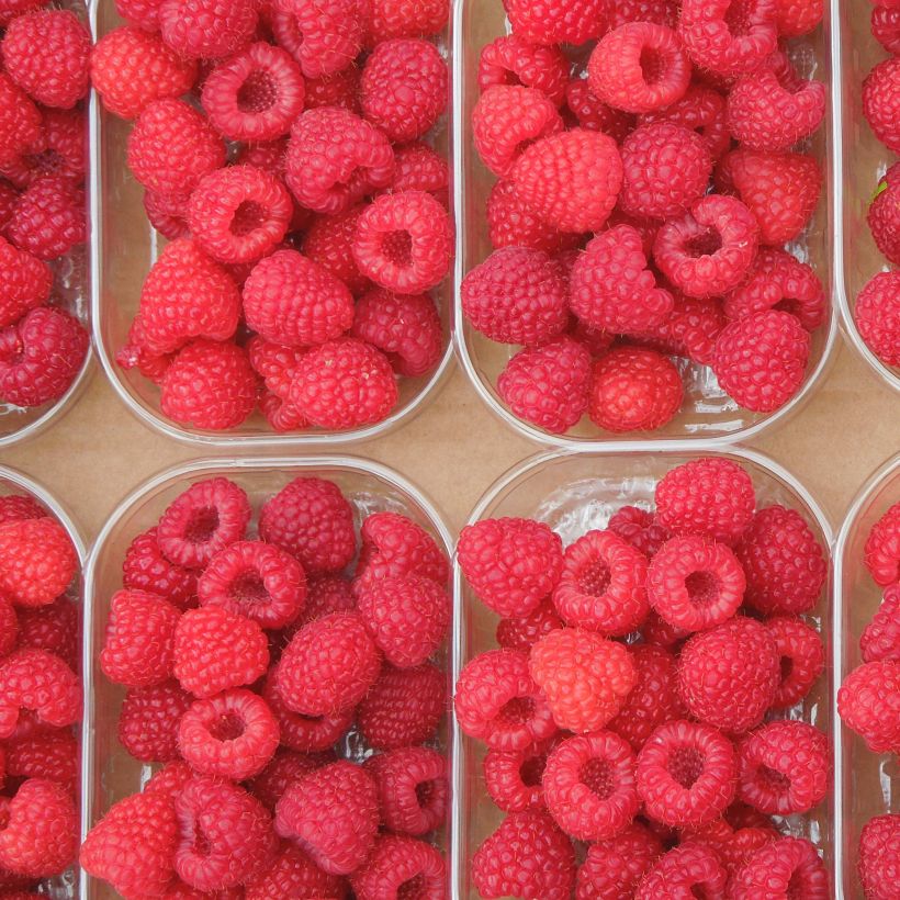 Himbeere Paris (Harvest)