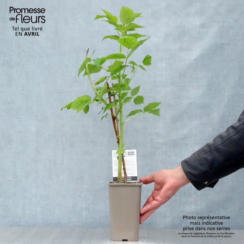 Example of Himbeere Paris Topf mit 1L/1,5L, Strauch/Busch, mehrstämmig as you get in printemps