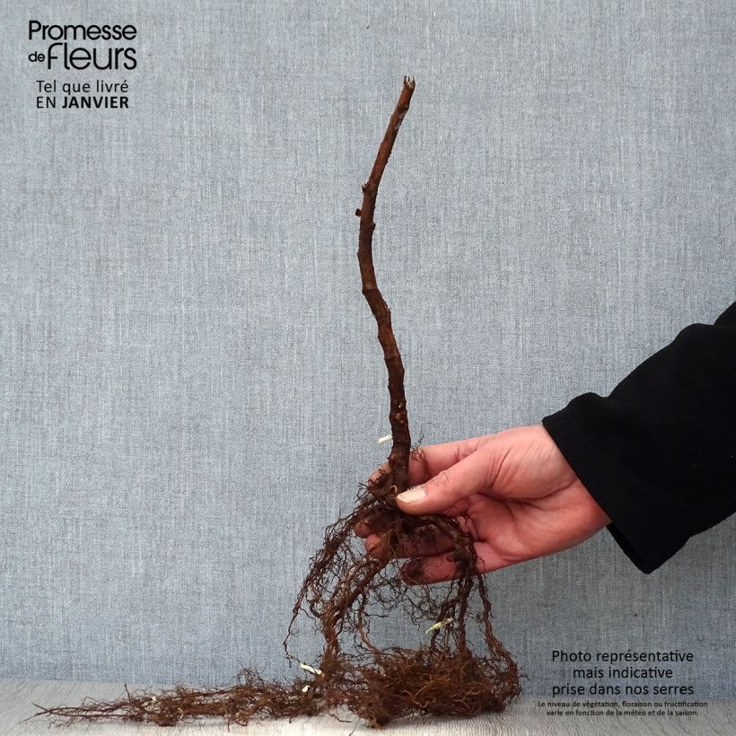 Example of Himbeere Paris Wurzelnackt, Strauch/Busch, mehrstämmig as you get in hiver