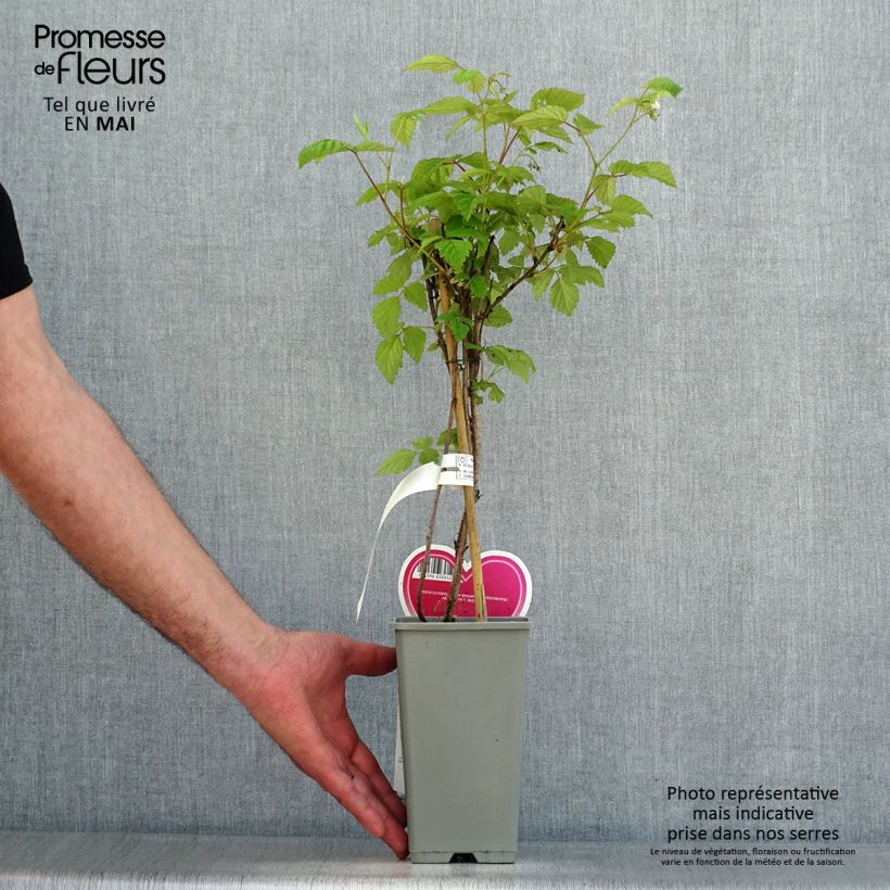 Example of Himbeere Schönemann Topf mit 1,5L/2L, Strauch as you get in printemps