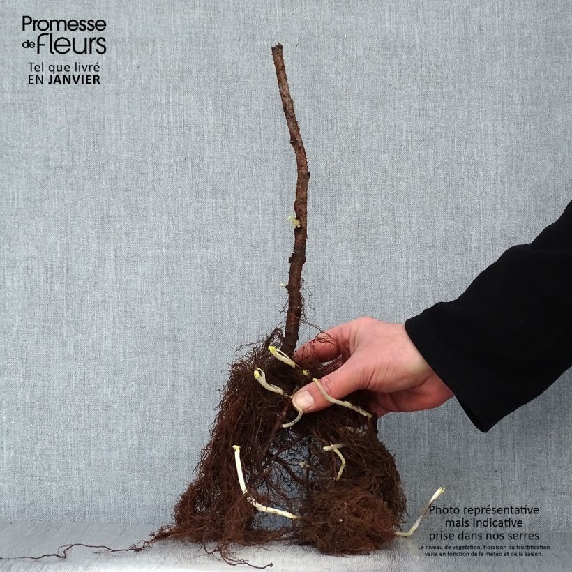 Exemplar von Himbeere Sumo 2 Wurzelnackt, Strauch/Busch, mehrstämmig wie im Winter geliefert