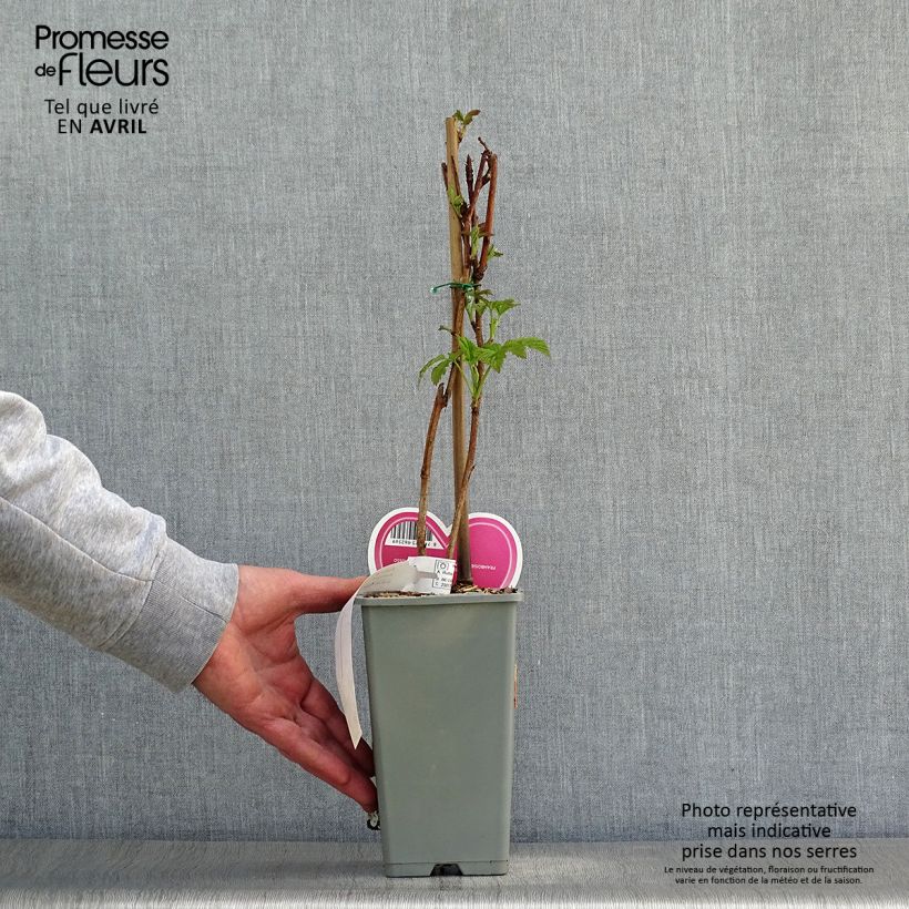 Example of Himbeere Tulameen Topf mit 2L/3L, Strauch as you get in printemps